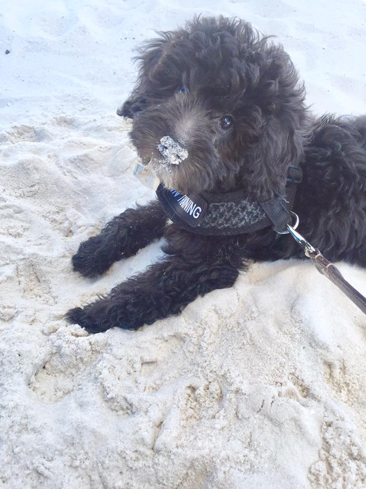 smeraglia's teddy bear schnoodles